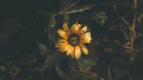 Close-up of yellow flowering plant