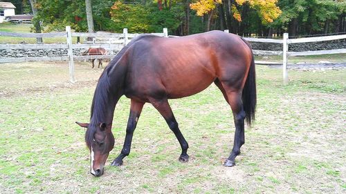 Horse grazing on grassy field