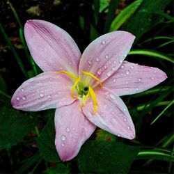 Macro shot of water drops on flower