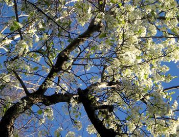 Low angle view of tree against sky