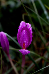 Close-up of wet purple flower blooming outdoors