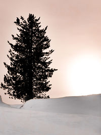 Pine tree on snow covered field against sky during sunset