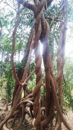 Low angle view of tree in forest