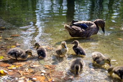 Ducks in lake