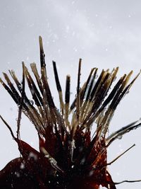 Close-up of wet plant against sky during winter