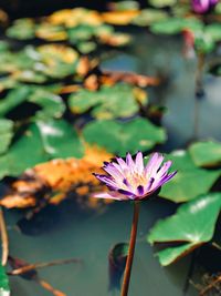 Close-up of purple water lily in pond