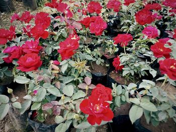 High angle view of red flowering plants