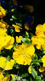 Close-up of yellow flower