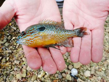 Close-up of hands holding fish