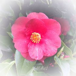 Close-up of pink flower