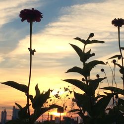 Low angle view of silhouette flowers against sky during sunset