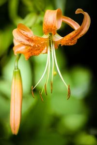 Close-up of flower