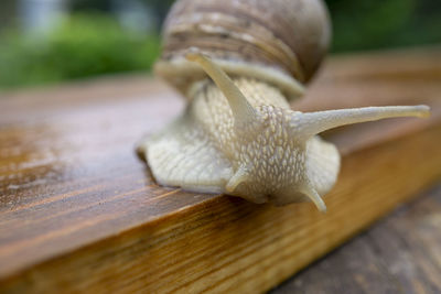 Close-up of snail on wood