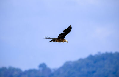 Low angle view of eagle flying in sky