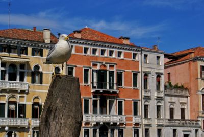 Low angle view of seagull on roof against buildings