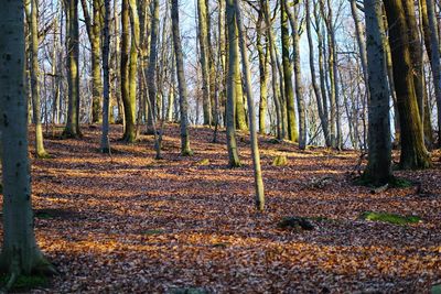 Trees in forest during autumn