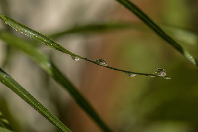 Close-up of water drops on leaf