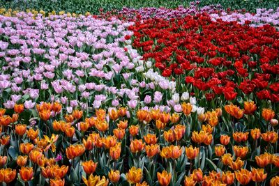 Scenic view of red tulip flowers on field