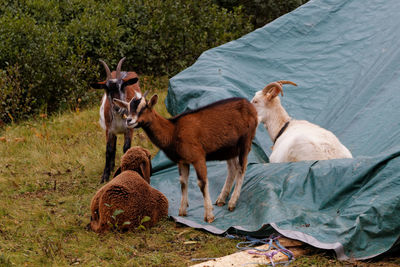 Goats and sheep on field