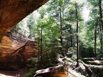 Trees in forest