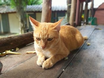 Portrait of ginger cat on wood