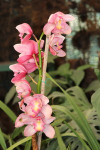 Close-up of pink flowers blooming outdoors