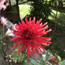 Close-up of red flower on field