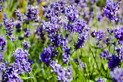 Close-up of purple flowering plants on field