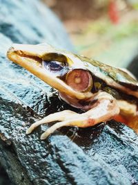 Close-up of crab on rock