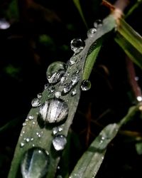 Close-up of raindrops on leaf