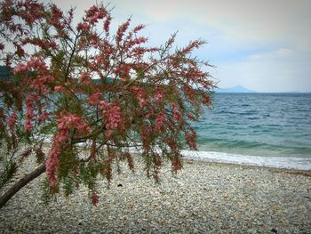 Tree by sea against sky