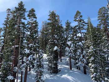 Pine trees on snow covered field against sky