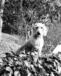 Dog sitting on tree