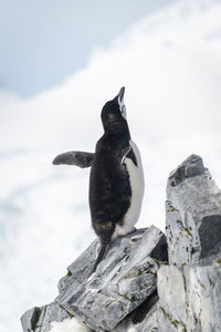 Chinstrap penguin perched on rocks looking up