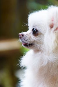 Close-up of a dog looking away