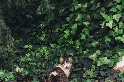 Cat resting on plant