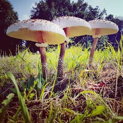 Close-up of mushroom growing in field