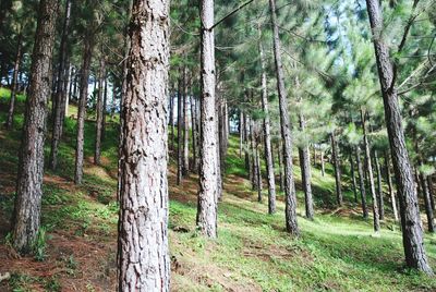 Trees in forest