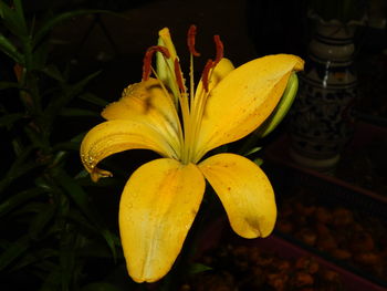Close-up of yellow flower