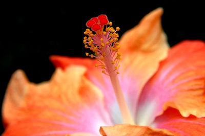 Close-up of pink flower