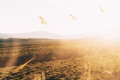 Scenic view of landscape