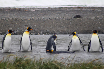 King penguin in sea