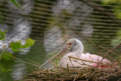 Close-up of birds in nest