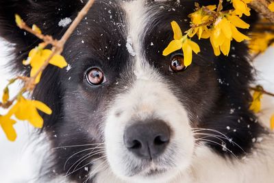 Close-up portrait of a dog