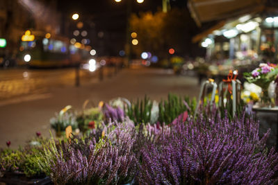 Close-up of purple flowering plants at night