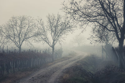 Dirt road amidst trees against sky during foggy weather