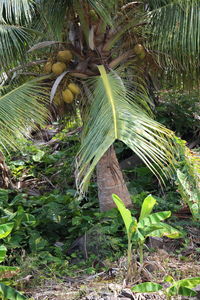 Close-up of a tree