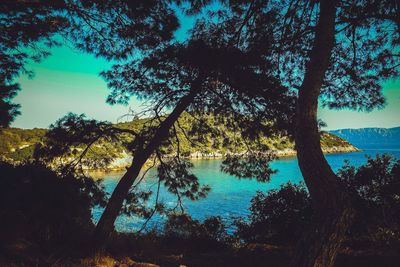 Trees by lake in forest against sky