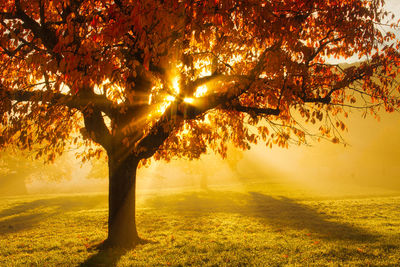 Sunrays through tree on foggy autumn morning