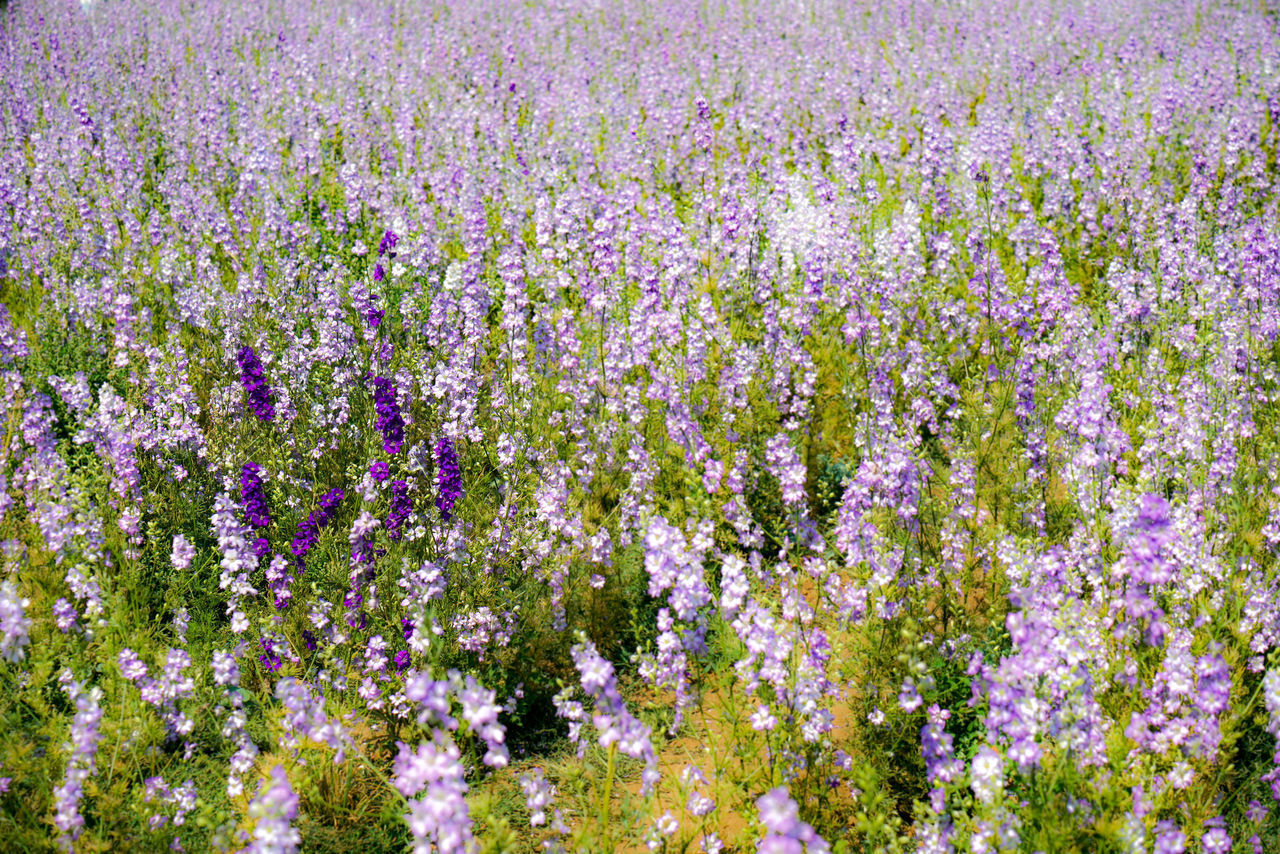 CLOSE-UP OF PURPLE FLOWERING PLANTS IN FIELD